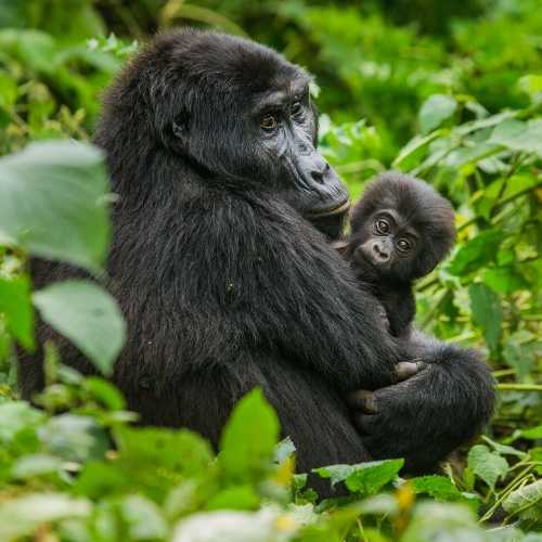 Gorilla Trekking in Uganda Explore Travel Africa