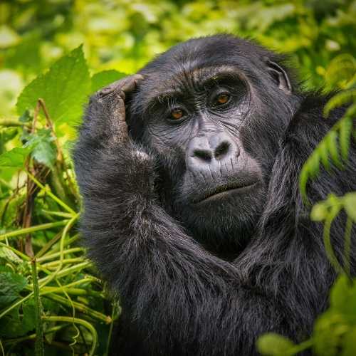 Explore Travel Africa Gorilla trekking in Uganda