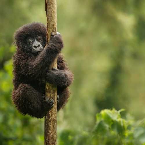 Gorilla Trekking in Uganda Explore Travel Africa