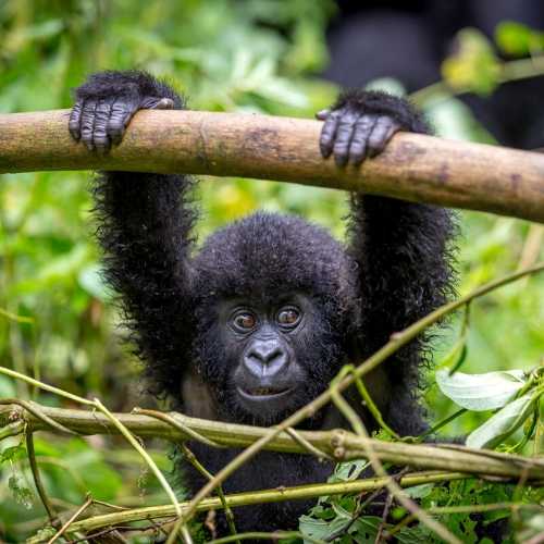 Explore Travel Africa Gorilla trekking in Uganda