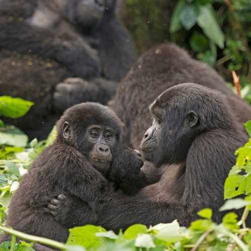 Explore Travel Africa Gorilla trekking in Uganda