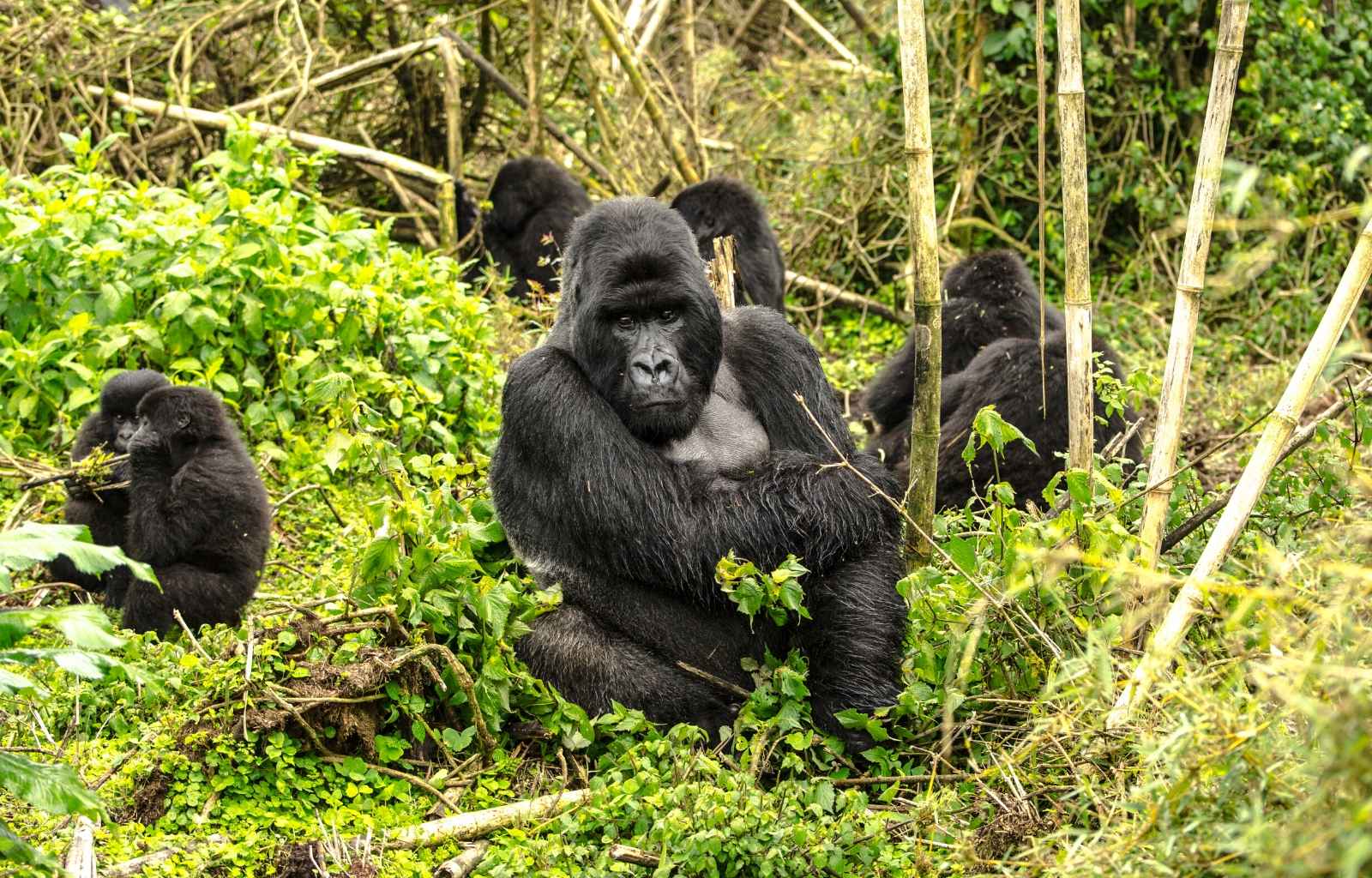 Gorilla Trekking in Uganda Explore Travel Africa