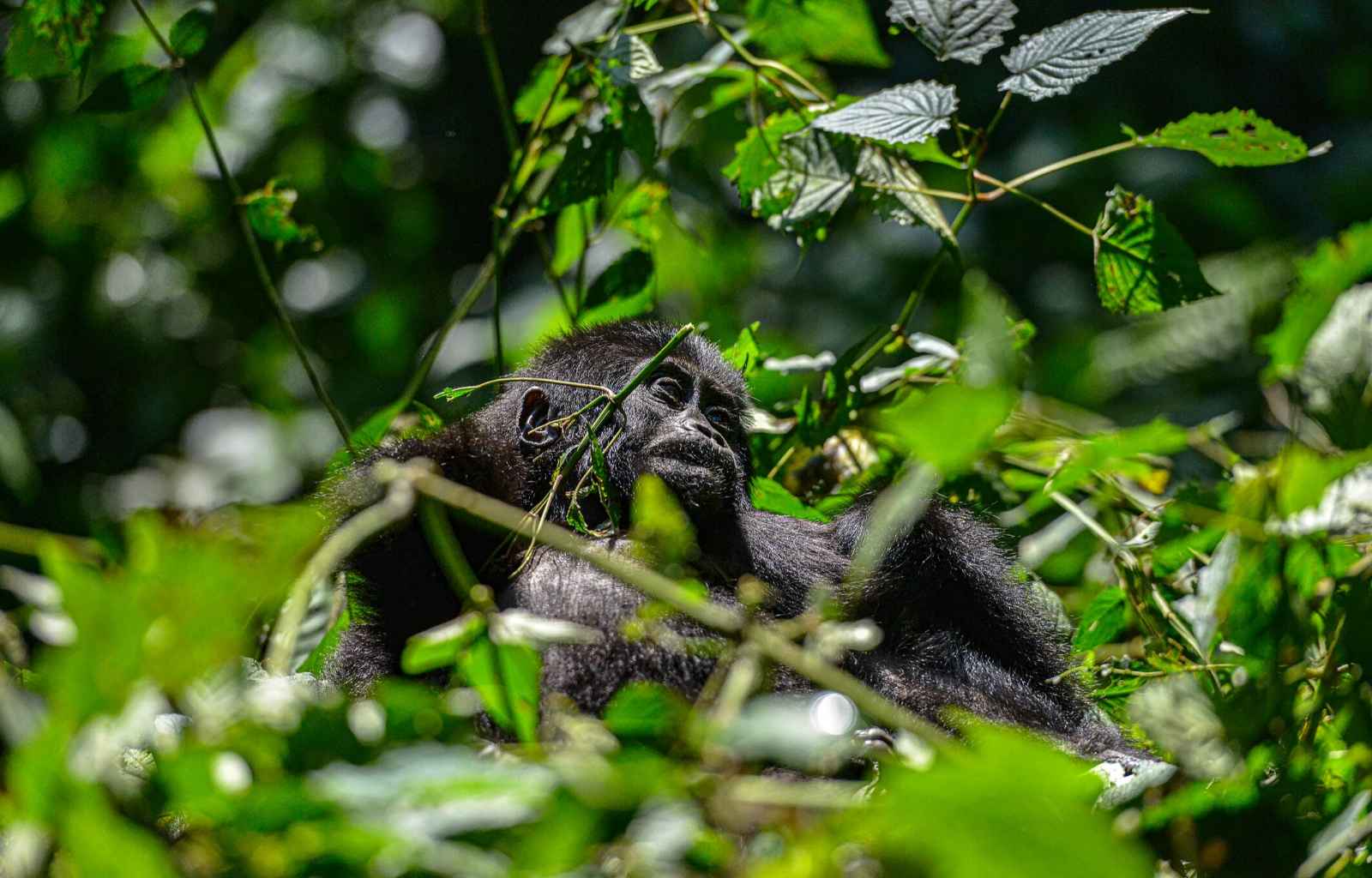 Gorilla Trekking in Uganda Explore Travel Africa