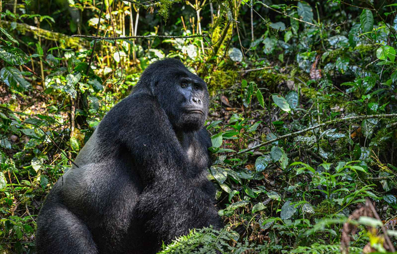 Gorilla Trekking in Uganda Explore Travel Africa