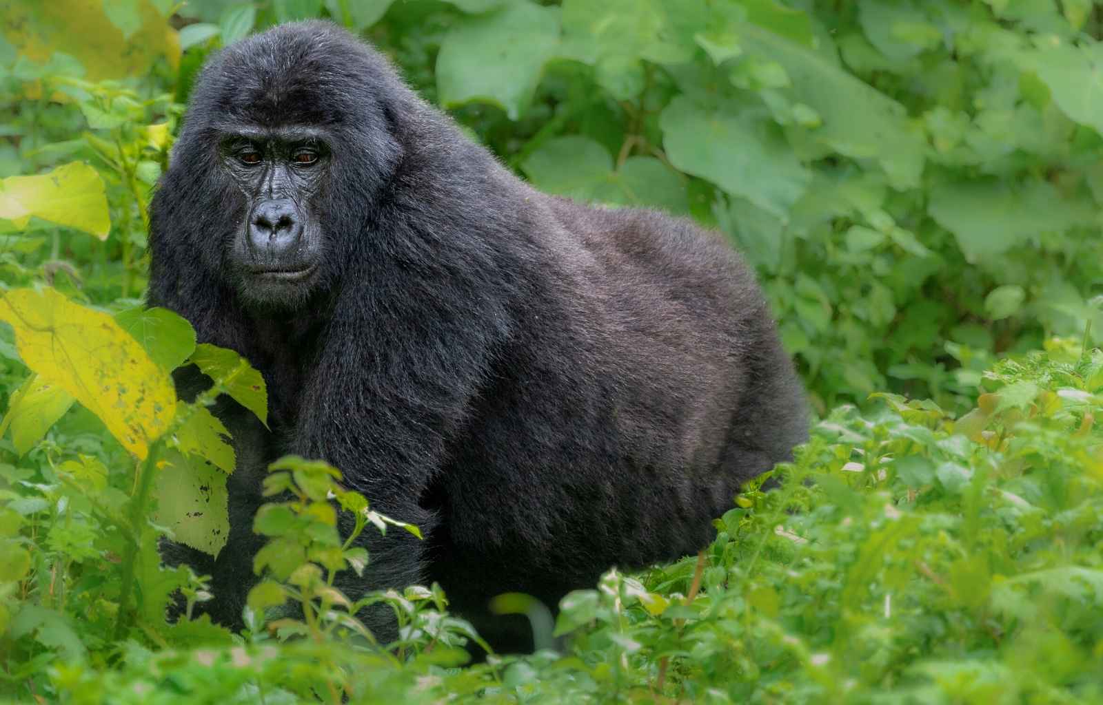 Gorilla Trekking in Uganda Explore Travel Africa