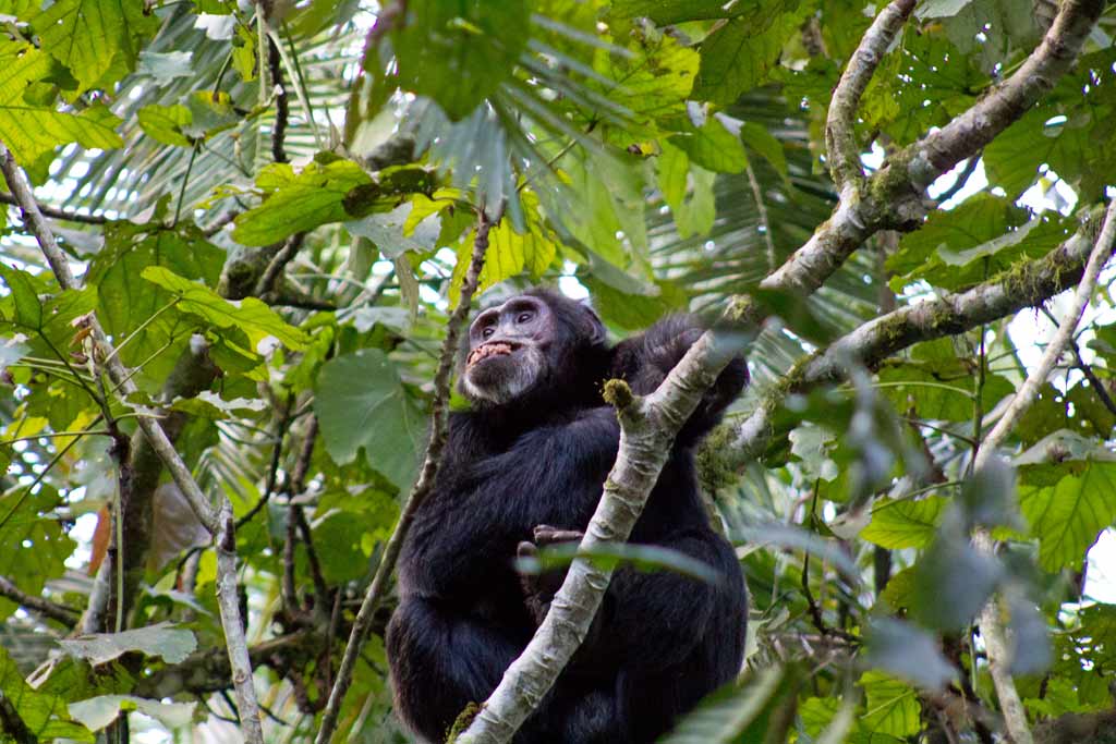 Explore Travel Africa Chimpanzee trekking in Uganda