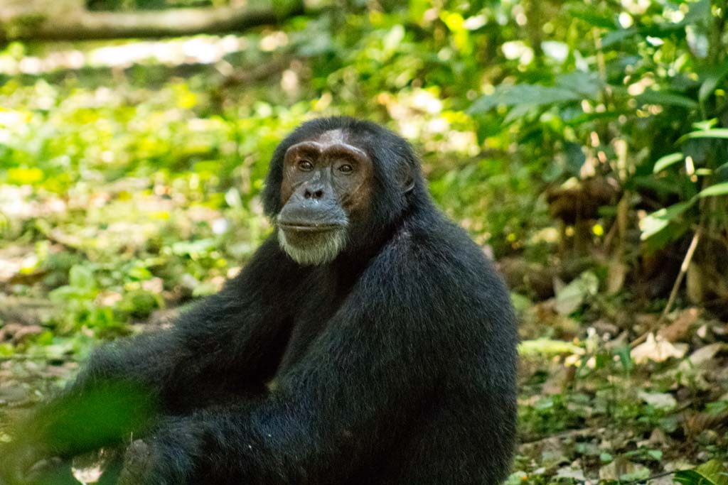 Explore Travel Africa Chimpanzee trekking in Uganda