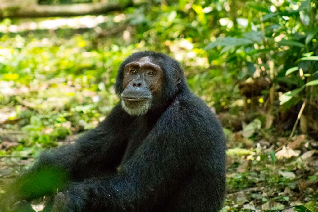 Explore Travel Africa Chimpanzee trekking in Uganda