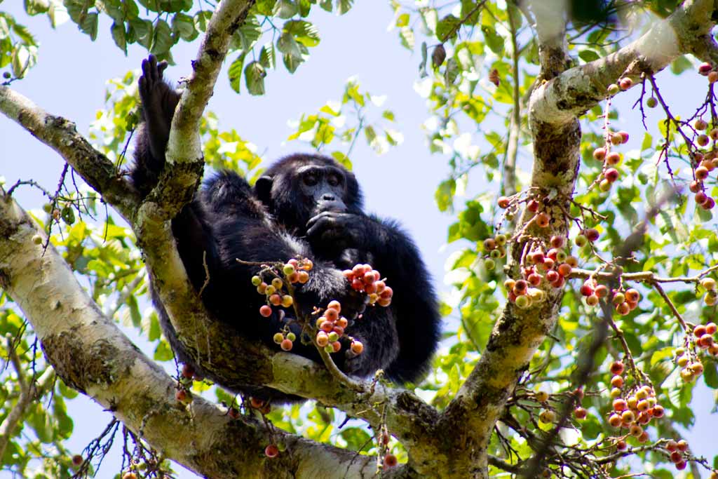 Explore Travel Africa Chimpanzee trekking in Uganda