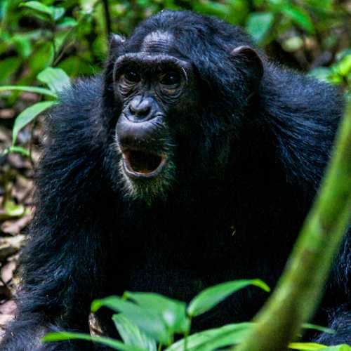 Explore Travel Africa Chimpanzee trekking in Uganda