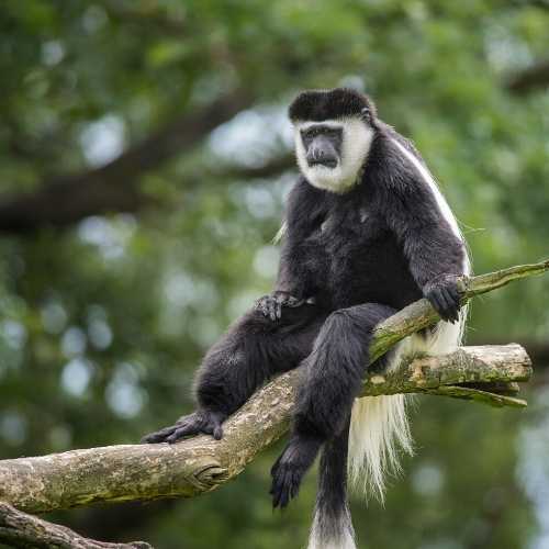 Vervet Monkey — Destination Uganda Travelers