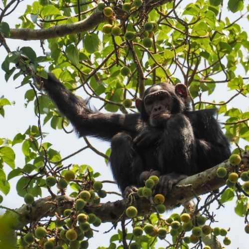 Explore Travel Africa Gorilla trekking in Uganda