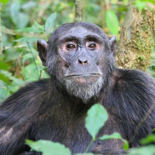 Explore Travel Africa Chimpanzee trekking in Uganda