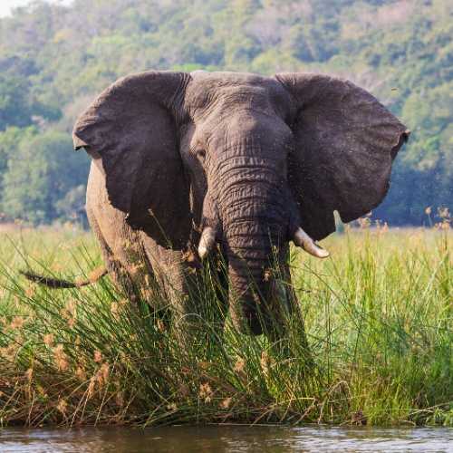 Explore and Travel Africa Uganda Safaris