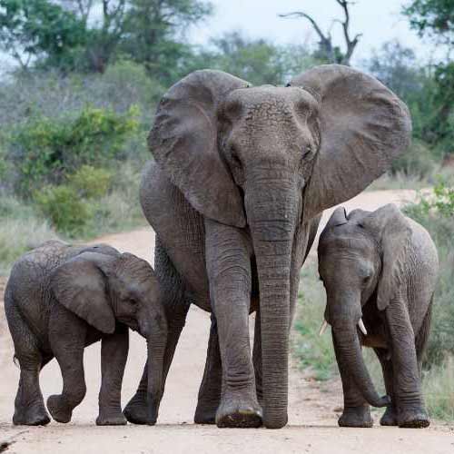 Explore Travel Africa Kruger National Park Safaris