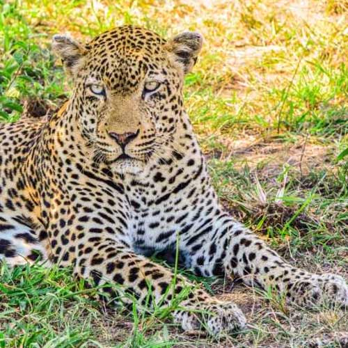 Explore Travel Africa Kruger National Park Safaris