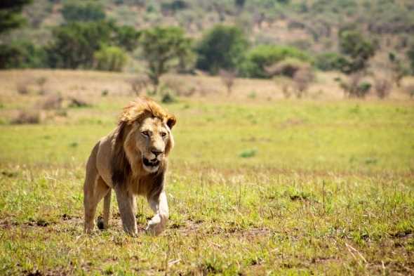 Explore & Travel Africa - The Best Uganda Safari Areas