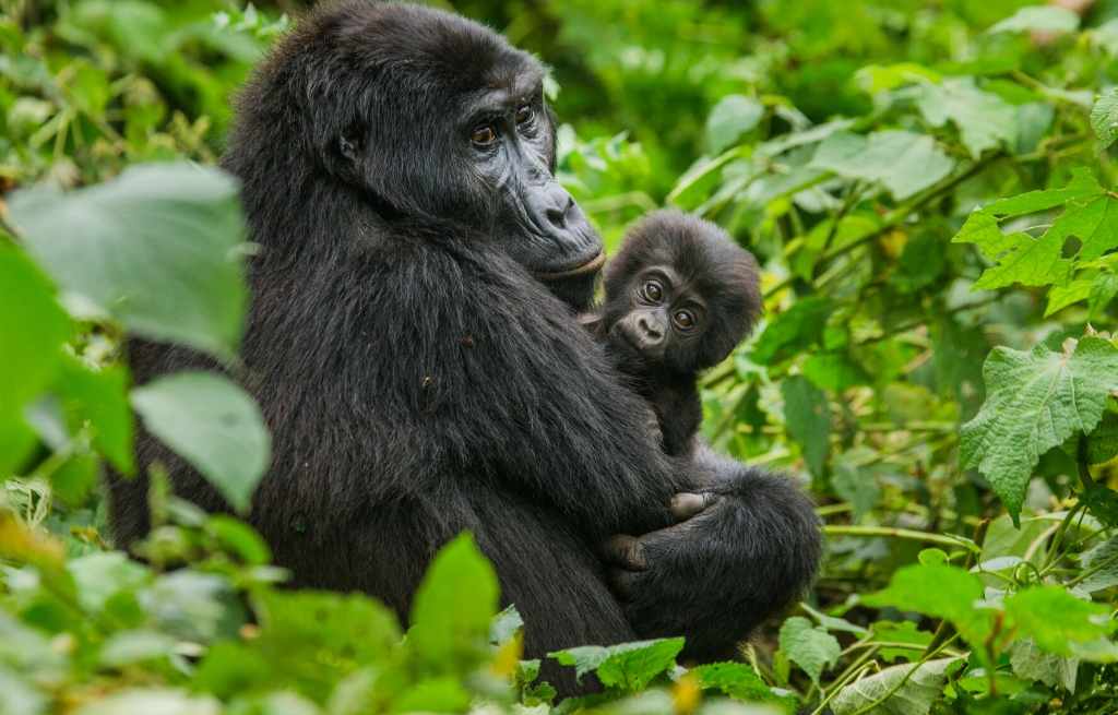 gorilla trekking in uganda