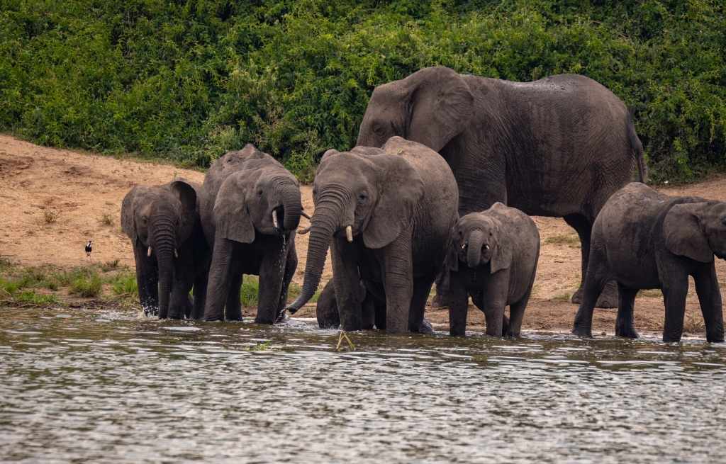 Explore & Travel Africa Best Uganda Safari Areas