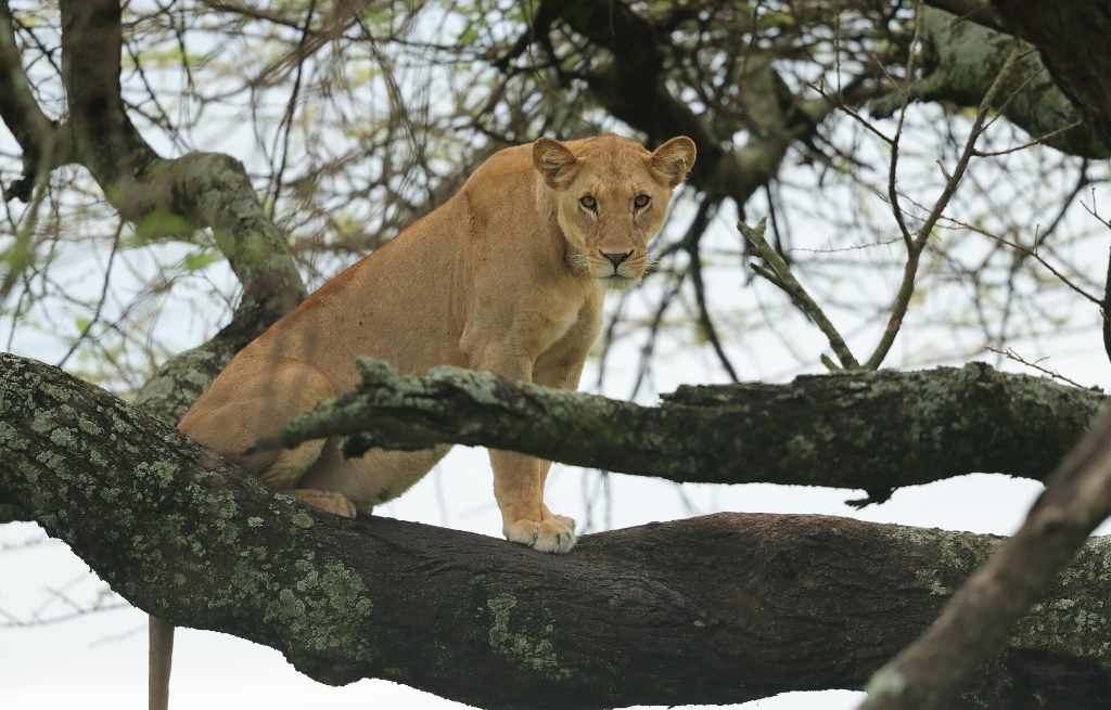 Explore & Travel Africa Best Uganda Safari Areas
