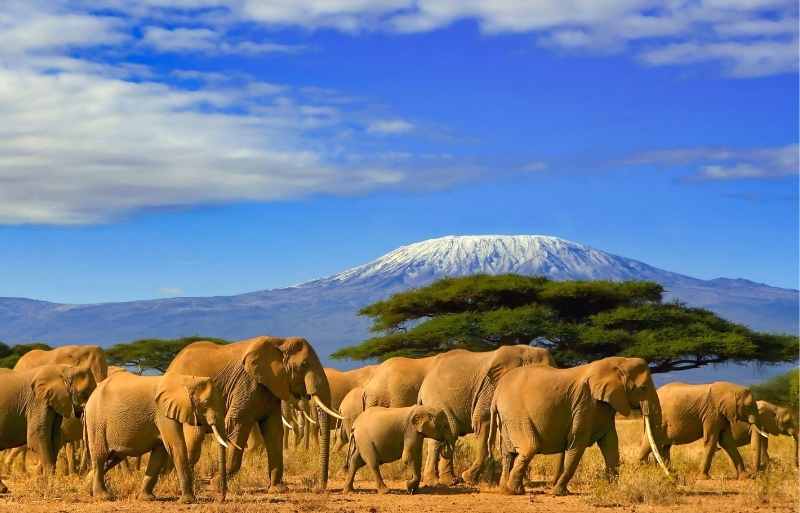 Explore & Travel Africa - Kenya Safari