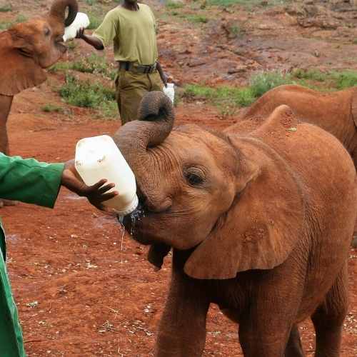 Explore & Travel Africa - Kenya Safari