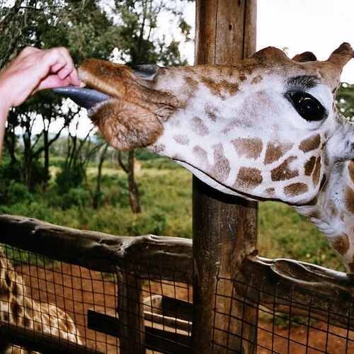 Explore & Travel Africa - Kenya Safari