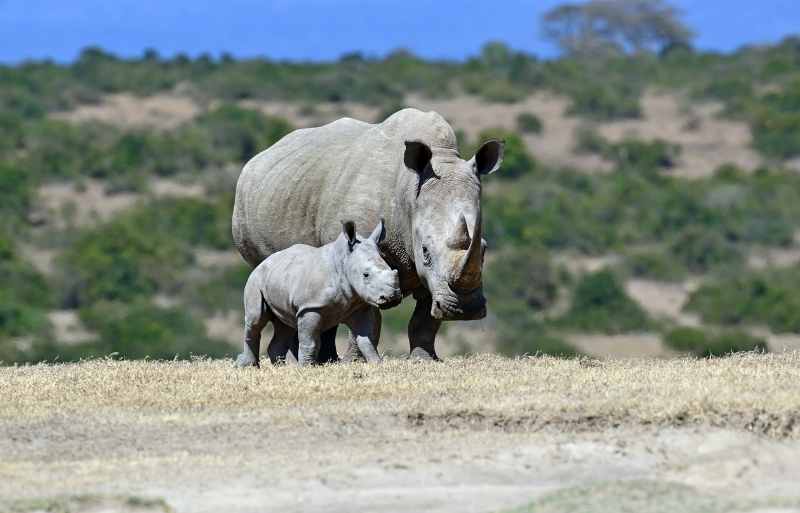 Explore & Travel Africa - Kenya Safari