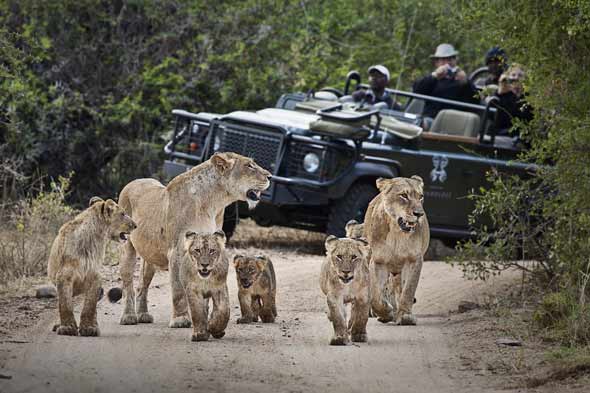 Explore & Travel Africa- Top 20 Sabi Sands Safari Lodges