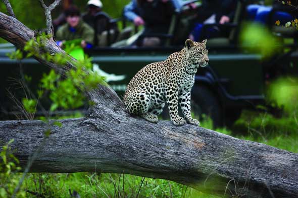 Explore & Travel Africa- Top 20 Sabi Sands Safari Lodges