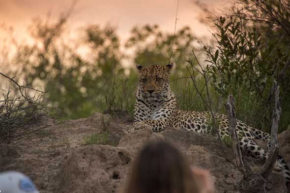 Explore & Travel Africa- Top 20 Sabi Sands Safari Lodges