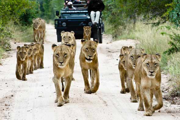 Explore & Travel Africa- Top 20 Sabi Sands Safari Lodges