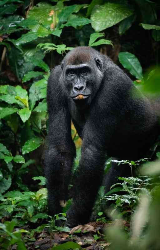 Explore & Travel Africa - A Congo Safari