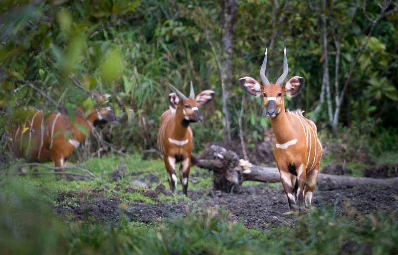 Explore & Travel Africa - A Congo Safari