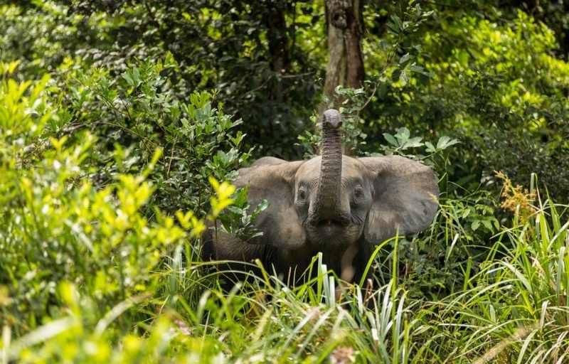 Explore & Travel Africa - A Congo Safari