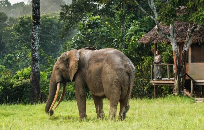 Explore & Travel Africa - A Congo Safari Mboko Camp