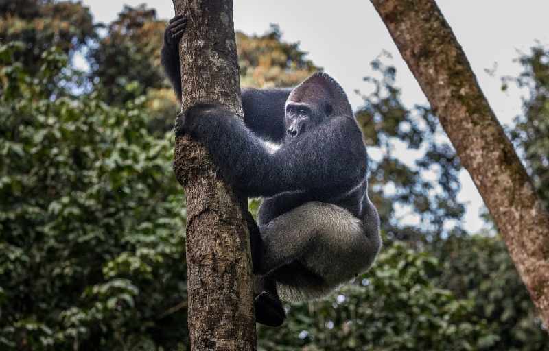 Explore & Travel Africa - A Congo Safari Ngaga Camp