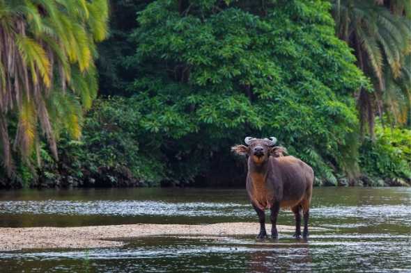 Explore & Travel Africa - A Congo Safari Travel Guide