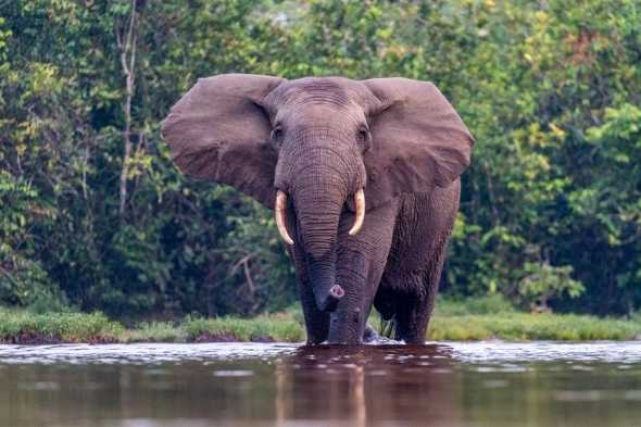 Explore & Travel Africa - A Congo Safari Travel Guide