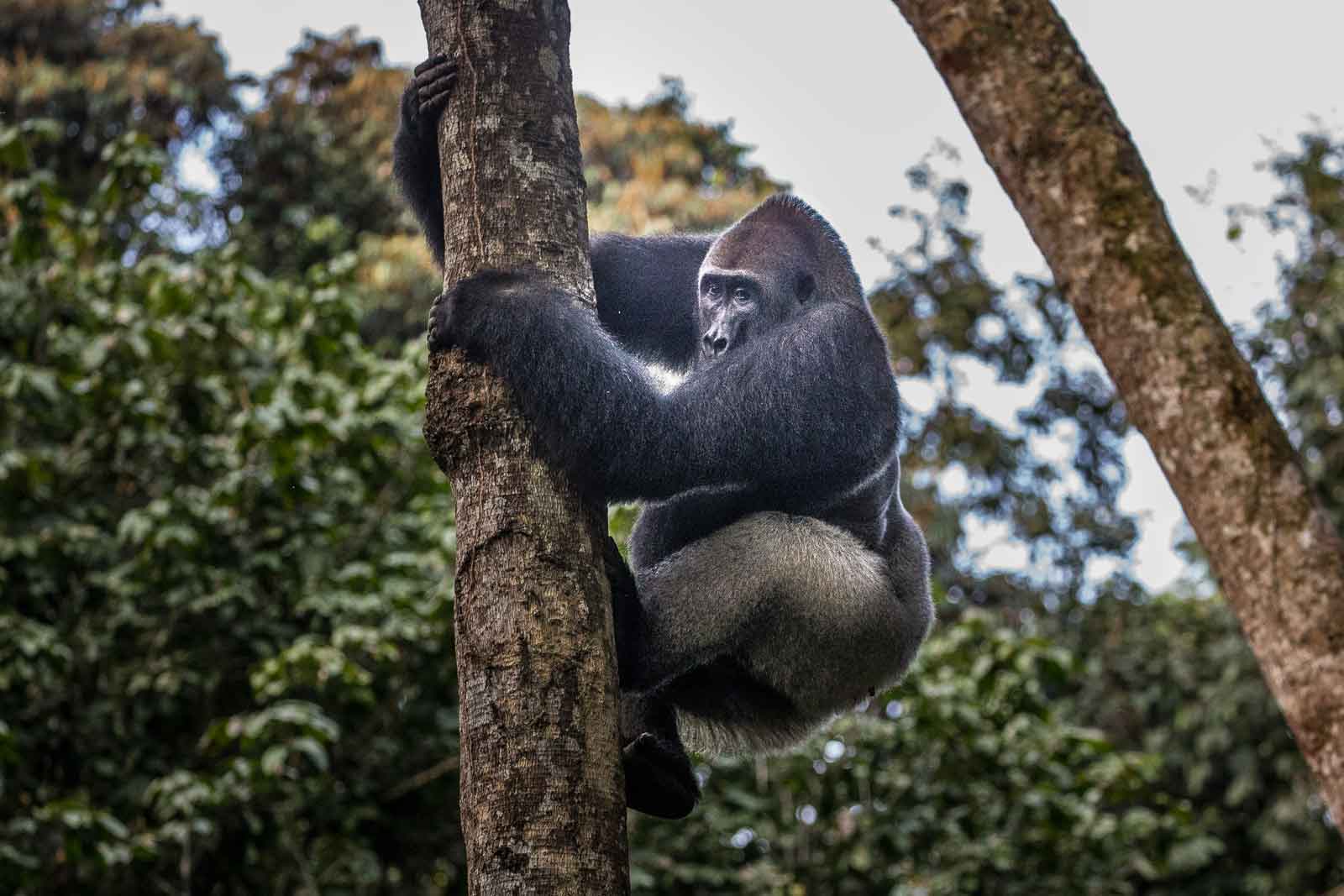 Explore & Travel Africa - A Congo Safari