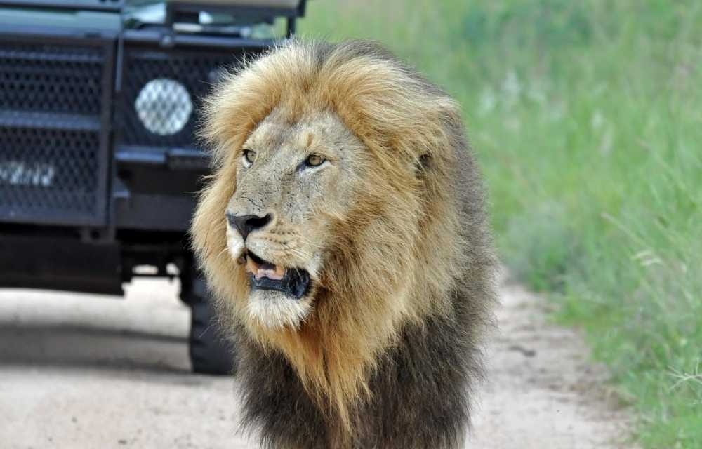 Explore and Travel Africa - Top 10 Reasons to go on an African Safari