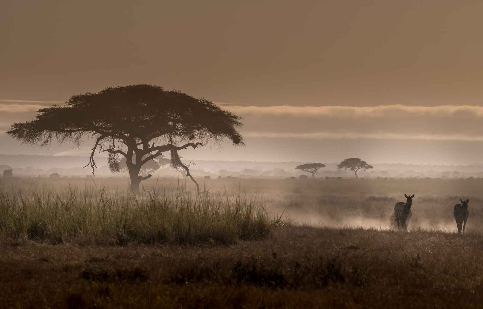 Explore & Travel Africa - A Masai Mara Safari