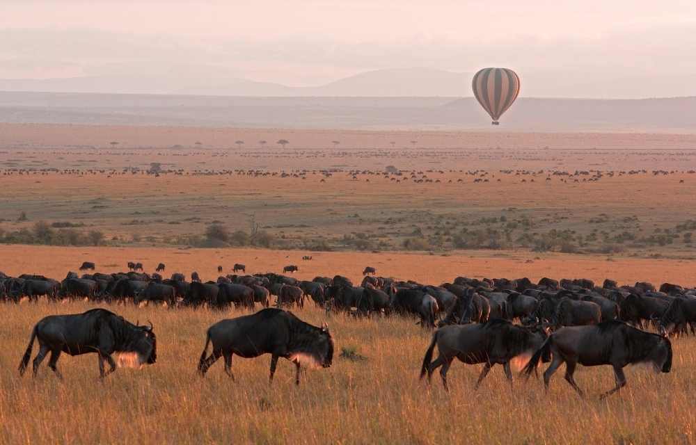 Explore & Travel Africa - A Masai Mara Safari