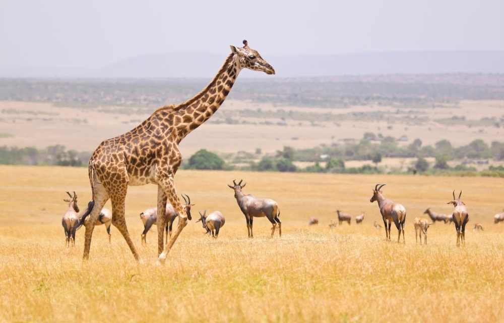 Explore & Travel Africa - A Masai Mara Safari