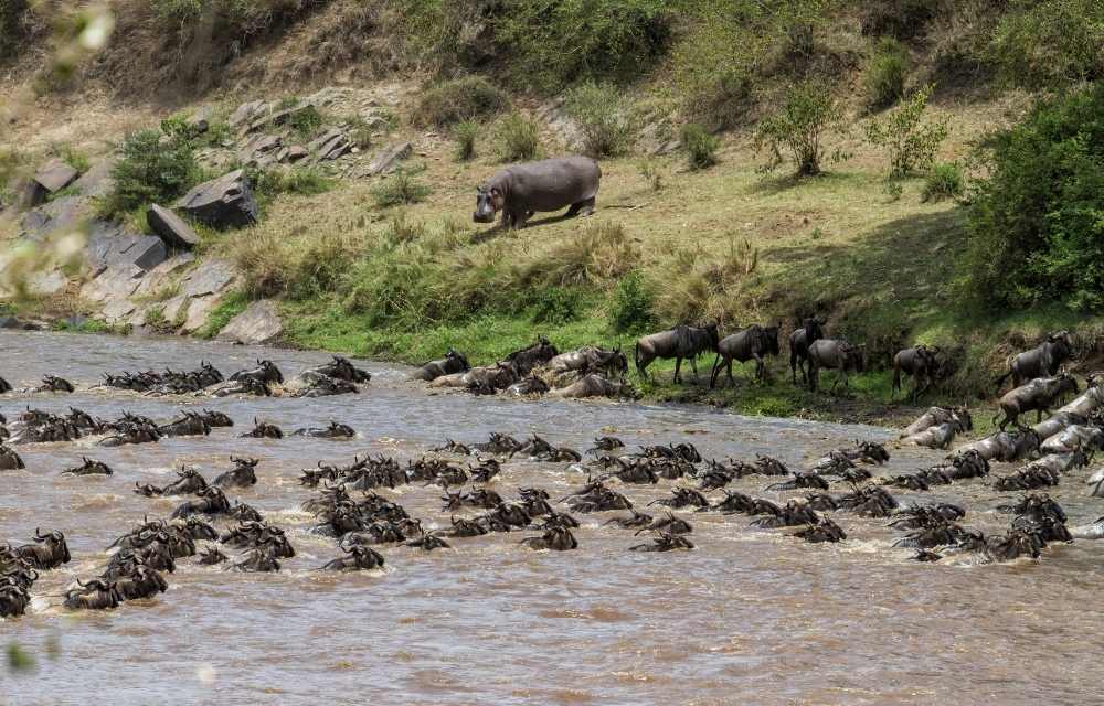 Explore & Travel Africa - A Masai Mara Safari