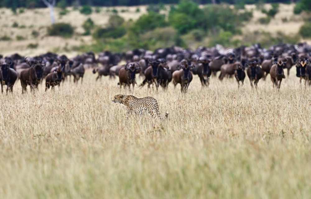 Explore & Travel Africa - A Masai Mara Safari