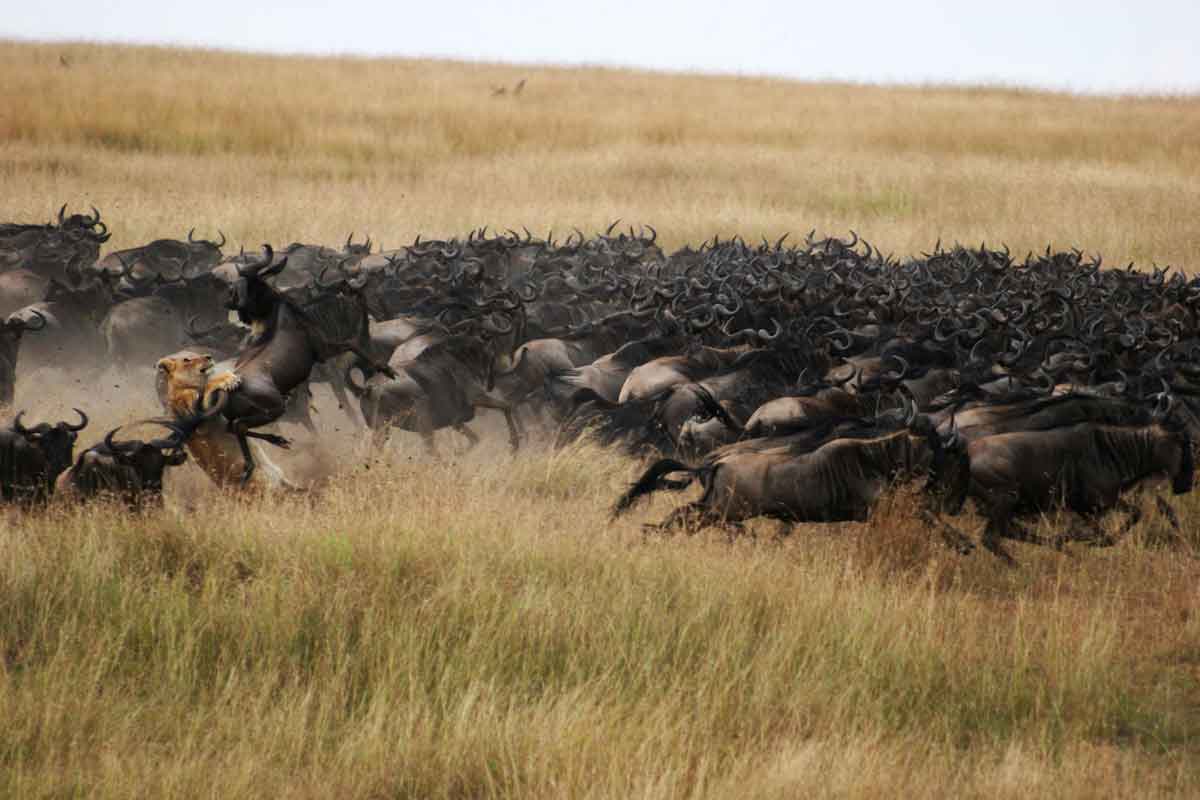 Best of Kenya Safari by Great Plains
