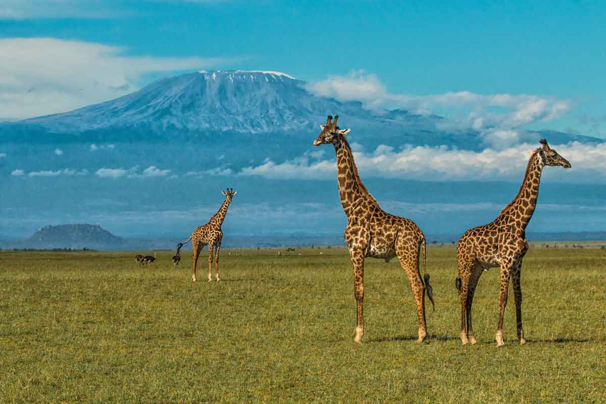 Explore & Travel Africa - Best of Kenya Safari by Great Plains