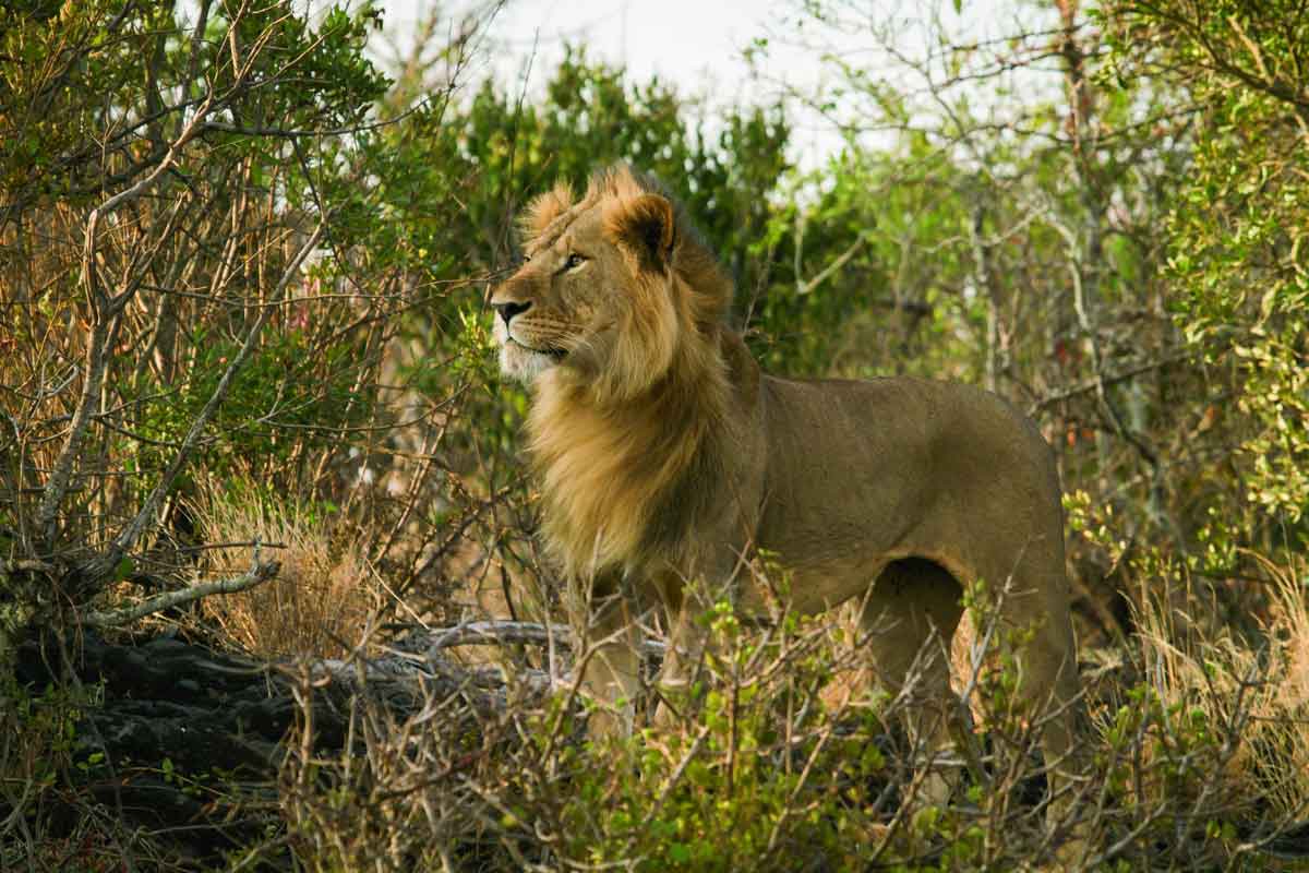 Explore & Travel Africa - Best of Kenya Safari by Great Plains