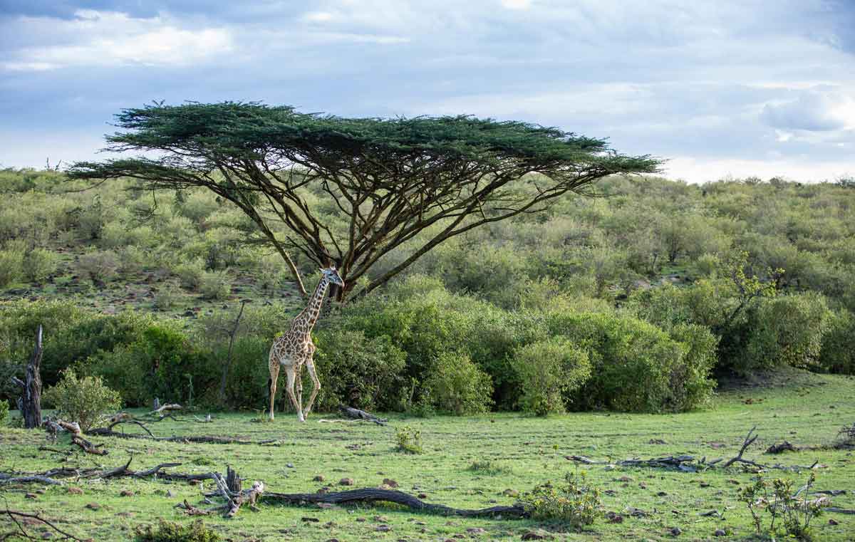 Explore & Travel Africa - Best of Kenya Safari by Great Plains